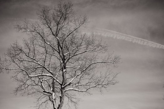 tree b&w